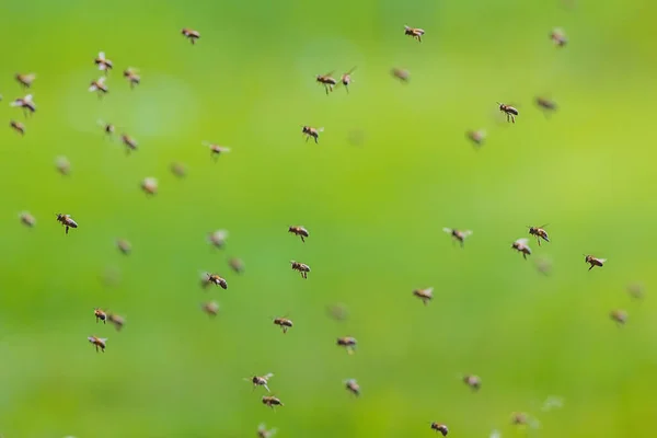 Repülő Méhek Nyüzsgése Méhrajok Háttérképe — Stock Fotó