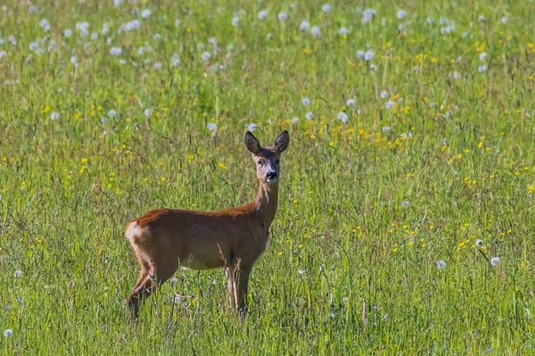 Jovem Veado Vermelho Olhando Para Câmera Animal Selvagem — Fotografia de Stock