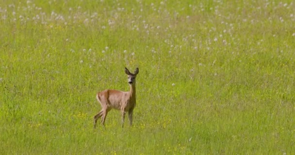 Giovane Cervo Rosso Selvatico Che Cammina Nel Campo Animale Selvatico — Video Stock