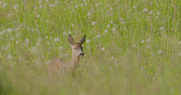 若い野生の赤い鹿のフィールドでは 野生動物を歩く 4Kビデオ — ストック動画