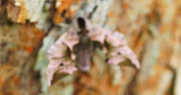 目の鷹の蛾 目の鷹の蛾の4Kビデオの詳細 Smerinthus Ocellatus 夜行性の蛾 — ストック動画