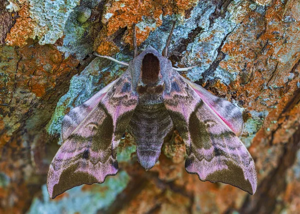 Eyed Hawk Moth Colorful Body Eyed Hawk Moth Smerinthus Ocellatus — Stock Photo, Image