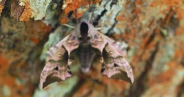Şahin güvesi, Şahin güvesinin 4k videosu Smerinthus ocellatus, gece güvesi