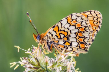Kelebek, Knapweed Fritillary - Melitaea Phoebe, yakın plan fotoğraf