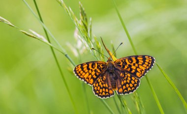 Kelebek, Knapweed Fritillary - Melitaea Phoebe, yakın plan fotoğraf