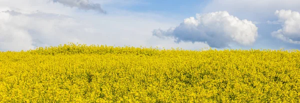 夏天的黄色油菜田 开花的田野自然背景 有选择的焦点 — 图库照片