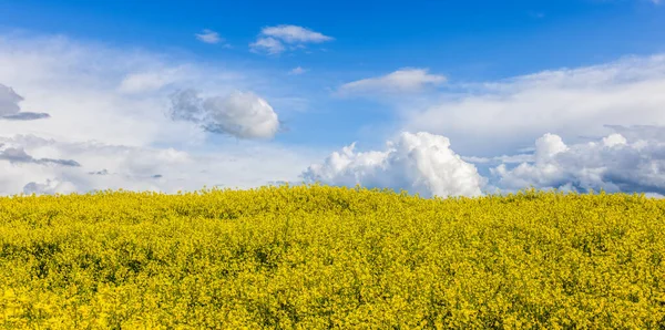 Gelbe Rapse Feld Sommer Blühende Feld Natur Hintergrund Selektiver Fokus — Stockfoto