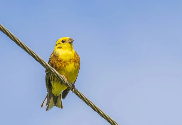 Yellowhammer Emberiza Citrinella Pták Sedící Drátě Litva — Stock fotografie