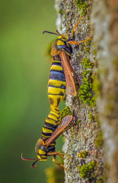Hornet Moth Sesia Apiformis Large Moth Living Europe Middle East —  Fotos de Stock