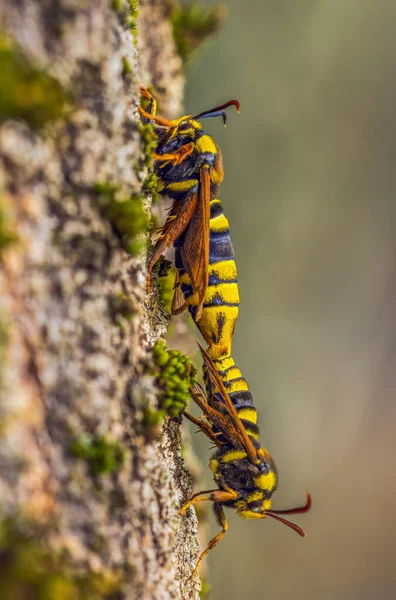 Hornet Moth Sesia Apiformis Una Polilla Grande Que Vive Europa — Foto de Stock