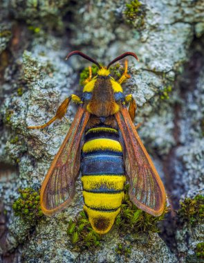 Hornet Moth - Sesia apiformis is a large moth living in Europe, Middle East and North America. Its protective coloration is an example of Batesian mimicry, as its similarity to a hornet makes it clipart
