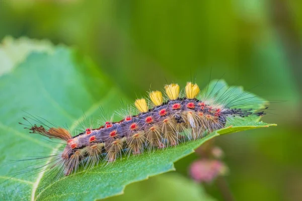 Rusty Tussock Moth Caterpillar Orgyia Antiqua Larva Leaf — Stockfoto