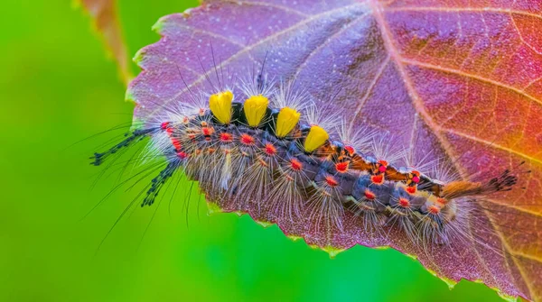 Rusty Tussock Moth Caterpillar Orgyia Antiqua Larva Leaf — Stockfoto