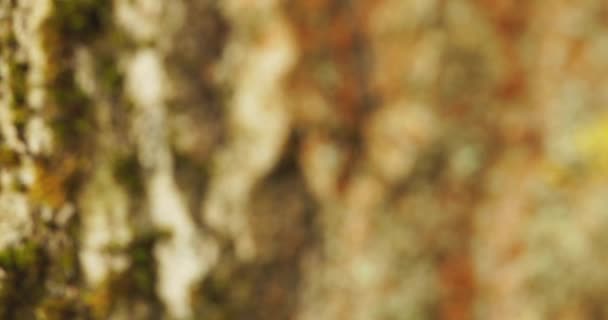 세시아 양봉가는 아메리카 나방이다 보호색은 흉내의 예이다 — 비디오