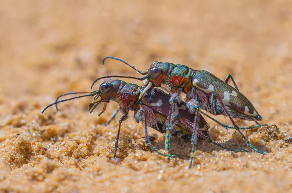 Northern Dune Tiger Beetles Mating Cicindela Hybrida Close Macro —  Fotos de Stock