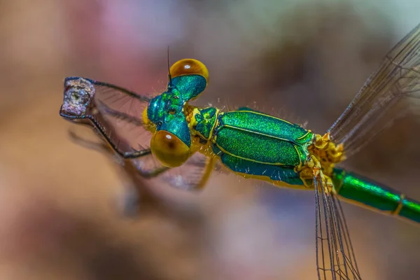 Kleine Smaragdlibelle Lestes Virens Stock Nahaufnahme Makro — Stockfoto