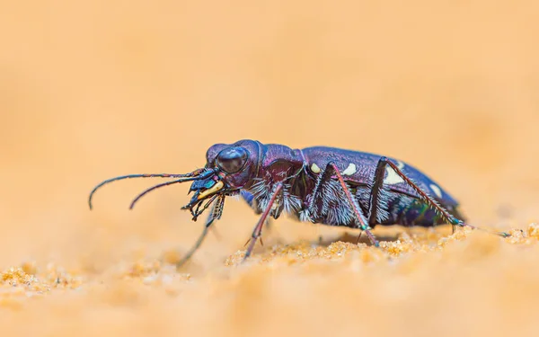 Northern Dune Tiger Beetle Cicindela Hybrida Close Macro — ストック写真