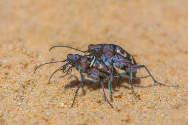 Kuzey kumulu kaplan böcekleri çiftleşiyor - Cicindela melezi, makroyu kapat