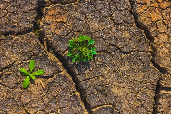 Cracked Earth Metaphoric Climate Change Global Warming Drought Europe — 图库照片