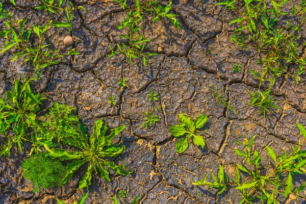Cracked earth, metaphoric for climate change and global warming, drought in Europe
