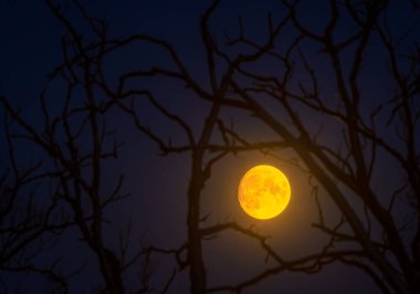 Full moon between tree branches, amazing full moon