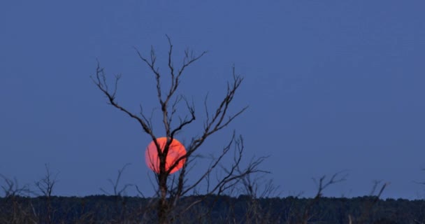 Luna Llena Subiendo Cielo Noche Rastreado Video Timelapse — Vídeos de Stock