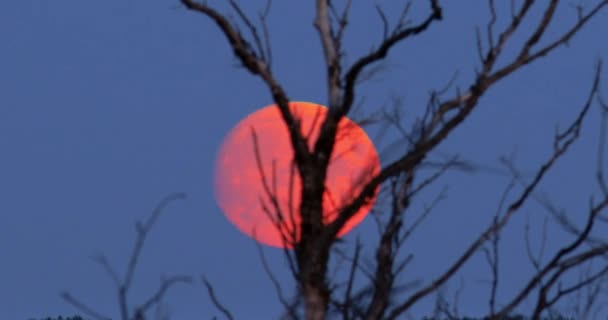 满月升起在夜空中 跟踪8K视频时间的流逝 — 图库视频影像