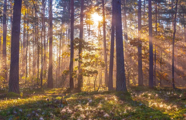 Raios Sol Brilhando Floresta Nebulosa Conceito Floresta Outono Com Feixes — Fotografia de Stock