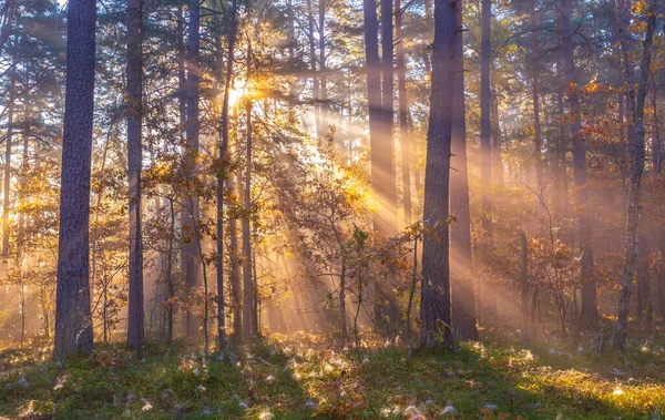 Promienie Słońca Świecące Mglistym Lesie Jesienna Koncepcja Lasu Promieni Świetlnych — Zdjęcie stockowe