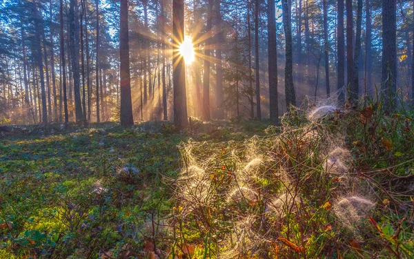 Sun beams shining in the foggy forest, autumn forest concept with light beams