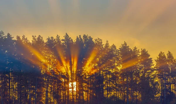 Rayos Sol Brillando Bosque Nublado Concepto Bosque Otoñal Con Rayos — Foto de Stock