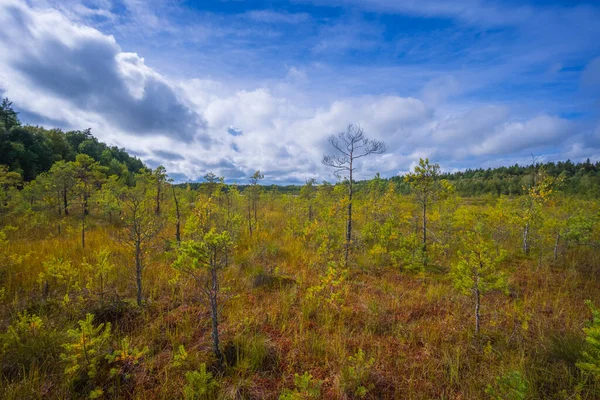 Vackert Landskap Träsket Med Unga Tallar Litauen — Stockfoto