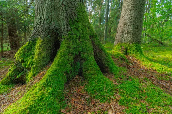 Green moss on a tree roots in the forest