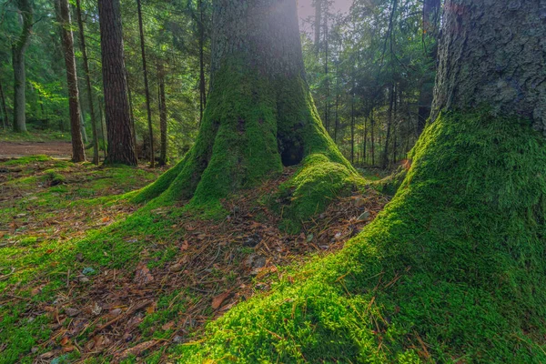 Lumut Hijau Pada Akar Pohon Hutan — Stok Foto