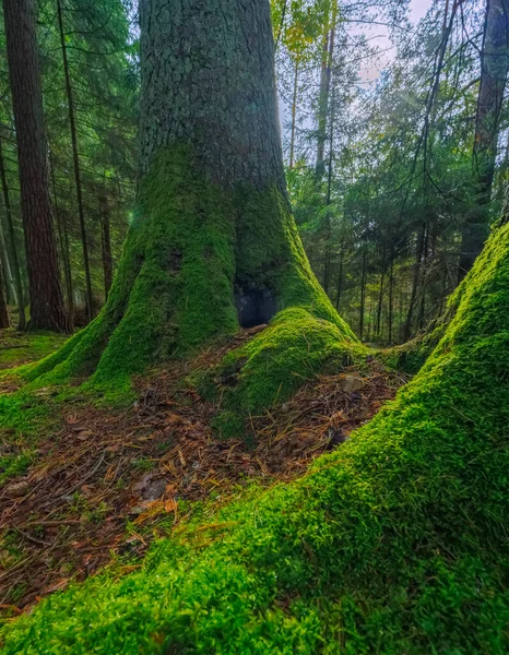 Zelený Mech Kořenech Stromů Lese — Stock fotografie