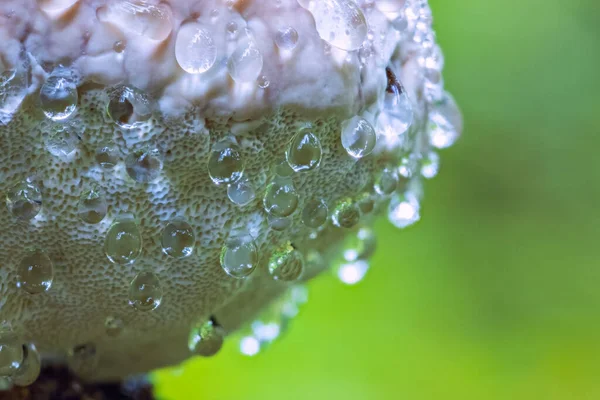Close Cogumelo Polypore Com Gotas Água Fomes — Fotografia de Stock