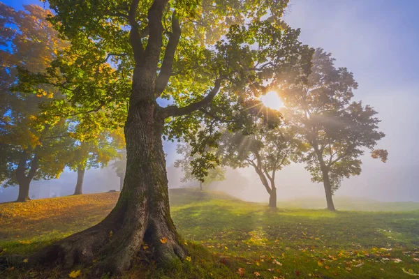 Höstmorgon Utsikt Dimma Med Soluppgång Ett Träd Upplyst Solstrålar Genom — Stockfoto