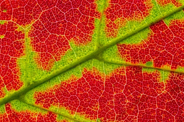 Abstract texture of a autumn leaf, close up image of leaf textures.
