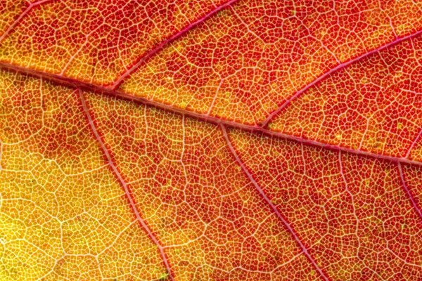 秋叶的纹理抽象 叶面纹理的闭合图像 — 图库照片
