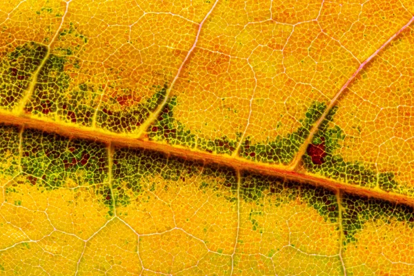 Bir Sonbahar Yaprağının Soyut Dokusu Yaprak Dokusunun Görüntüsünü Kapat — Stok fotoğraf