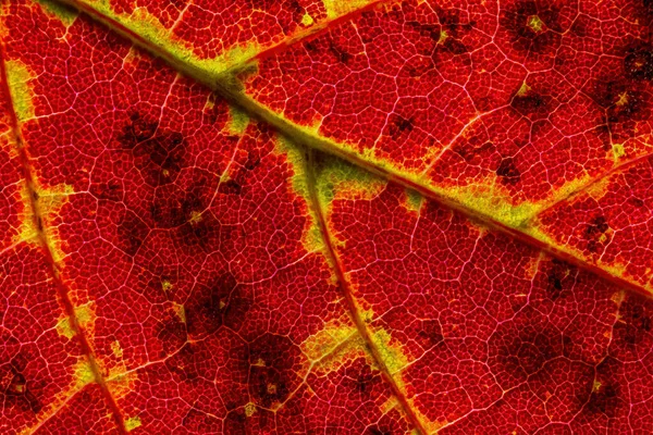 Bir Sonbahar Yaprağının Soyut Dokusu Yaprak Dokusunun Görüntüsünü Kapat — Stok fotoğraf