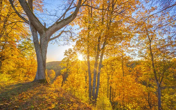 황금색 리투아니아 — 스톡 사진
