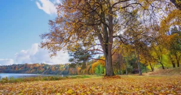 Bewegung Zeitraffer Von Bunten Bäumen Park Gelben Bäumen Birstonas Resort — Stockvideo