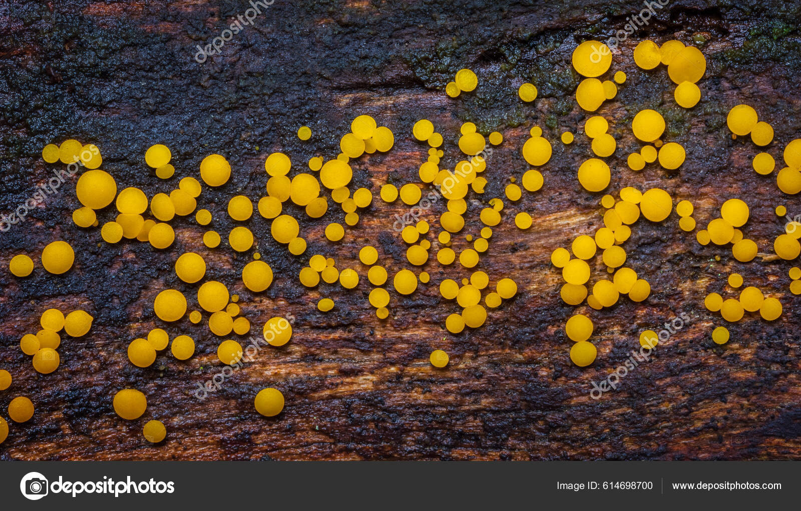 Sipovka qinining fotosurati Sipovka qinining fotosurati