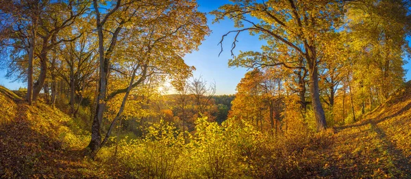 Zlatá Barva Podzimní Krajina Panorama Západem Slunce Litva — Stock fotografie