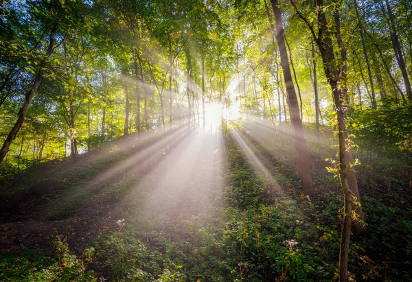 Jesienny Poranek Widok Mgle Promienie Światła Lesie Święty Widok — Zdjęcie stockowe