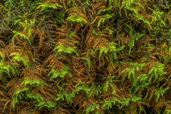 Decorative green moss used for interior design as creative background, decoration of modern living and office spaces, natural texture of reindeer moss.