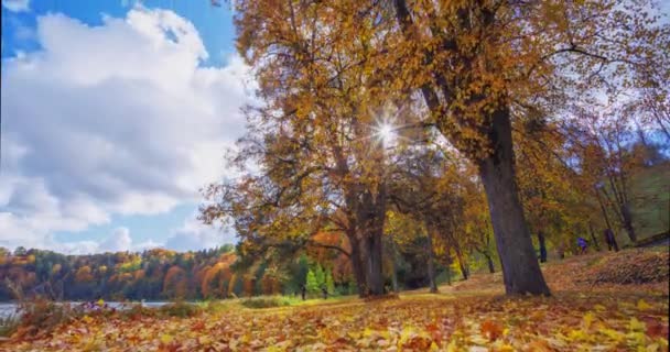 Parktaki Renkli Ağaçların Hareketleri Birstonas Tatil Köyündeki Sarı Ağaçlar Litvanya — Stok video