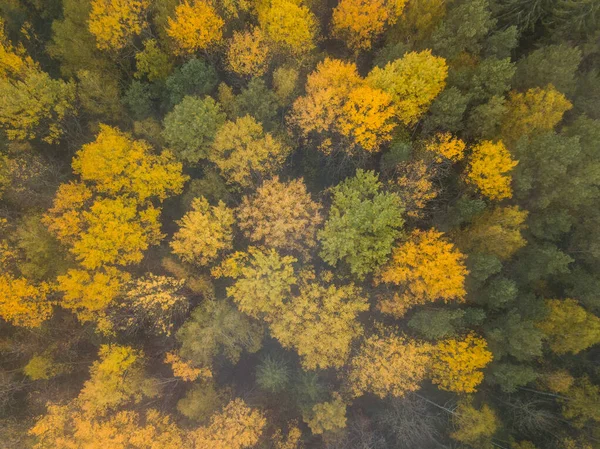 Piękne Powietrzne Jesienne Drzewa Widok Góry Jesienny Las Liściasty Kolorach — Zdjęcie stockowe