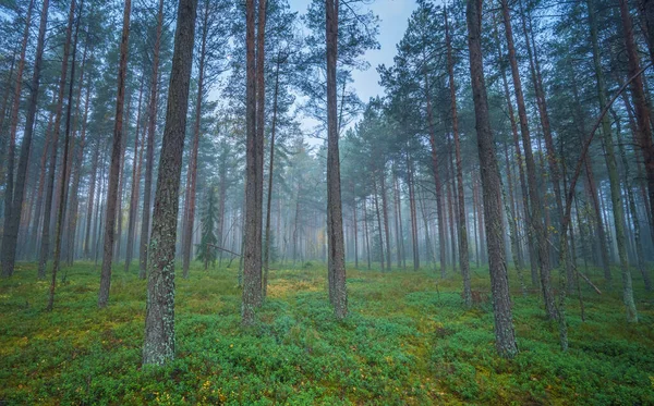 Sötét Ködös Erdő Fehér Köddel Álmodozó Kilátással — Stock Fotó